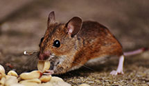 24 Hour & Emergency Exterminators in Bordentown, NJ